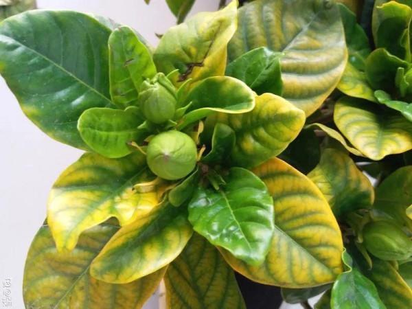 花市“一次性”的盆栽，開完花就死，未免太可惜