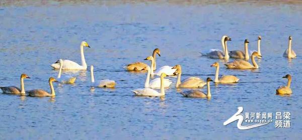 又到候鳥遷徙時