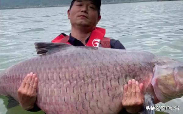 釣鯽魚要不要打窩？鄧剛與劉志強的思路對撞，釣魚人左右為難