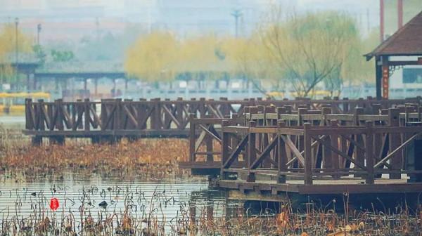 淮陽龍湖國家溼地公園裡的這些可愛的鳥,你見過多少? 淮陽龍湖國家溼地公園裡的這些可愛的鳥,你見過多少?