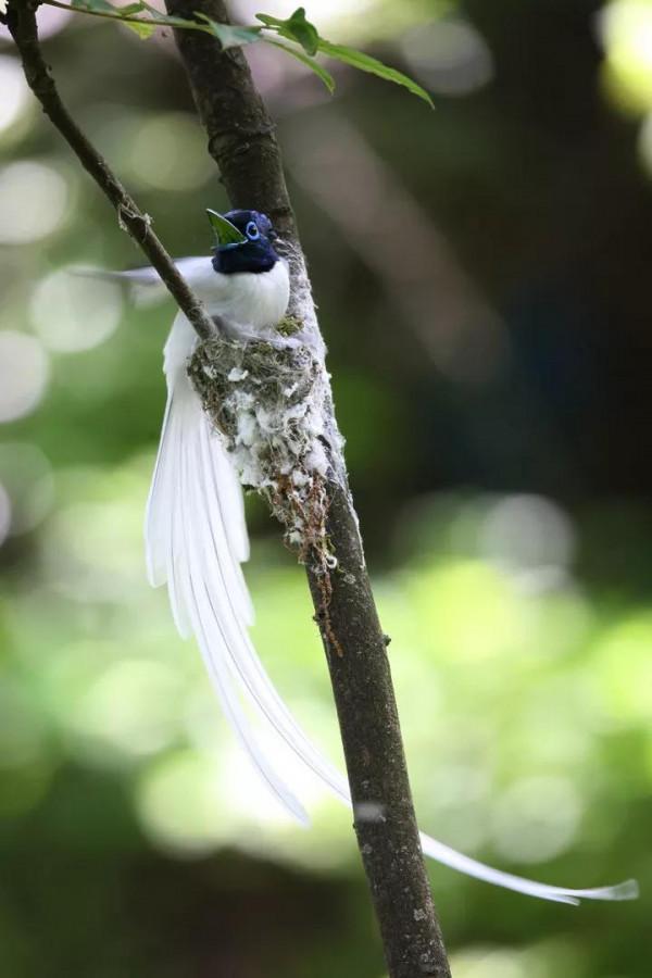 一支清新美麗的，壽帶鳥，尾巴長長，仙氣飄飄，美得像仙女