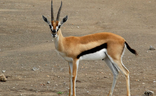 《發現古應國》，周王御駕親征湖北省，血戰噩侯馭和三星堆人後裔