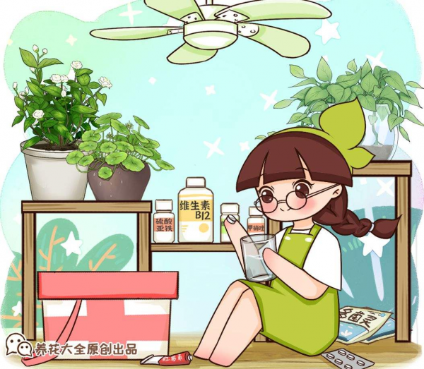 秋冬養盆“夢香蘭”，花開一串滿屋飄香，關鍵還耐陰