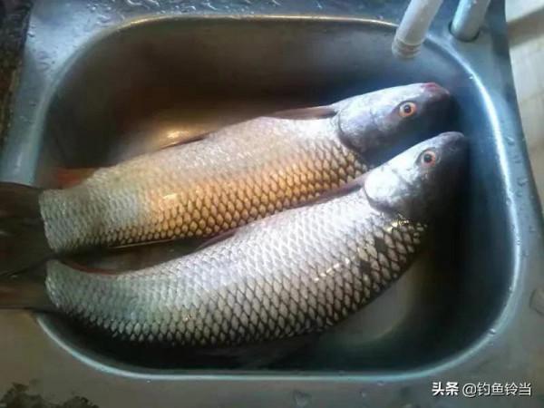 如何釣泰鯪？介紹自己一直使用的私家配方，或許能讓你拉到手抽筋