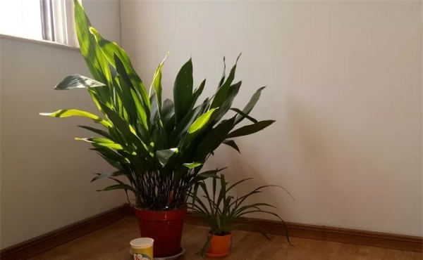 好養活的10種耐陰花卉