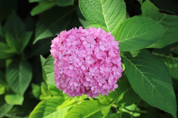 提醒：秋天很容易變成“白粉妹”的4種花，早預防早受益