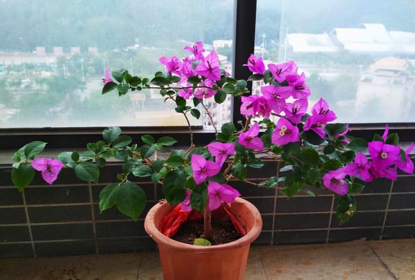 11、12月，7種花要“少水、斷糧”，不然熬不過冬