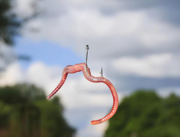 紅蟲和蚯蚓兩種蟲餌，我們在垂釣中選用哪個更合適？