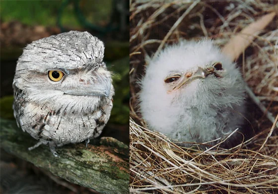 是鳥還是樹？這種鳥會“隱身”，即使在你面前，你也認不出它