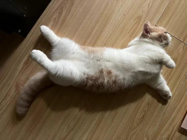 當代青年社交新本領:記住同事的寵物名 當代青年社交新本領:記住同事的寵物名