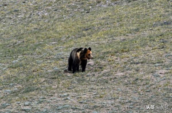 川藏線人狼奇緣
