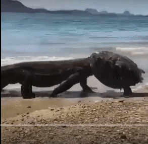 30張活久見的照片，消防員給昏迷的狗做人工呼吸，猩猩戴墨鏡耍酷