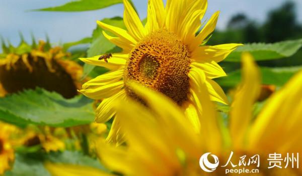 貴州修文： 向日葵花開成海迎客來