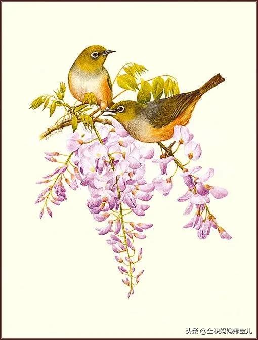 分享——栩栩如生的水彩鳥兒圖