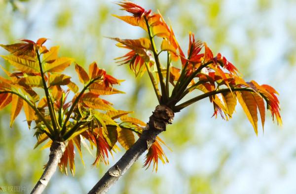 中原地區庭院適合種植什麼樣的花木?而且寓意好 中原地區庭院適合種植什麼樣的花木?而且寓意好