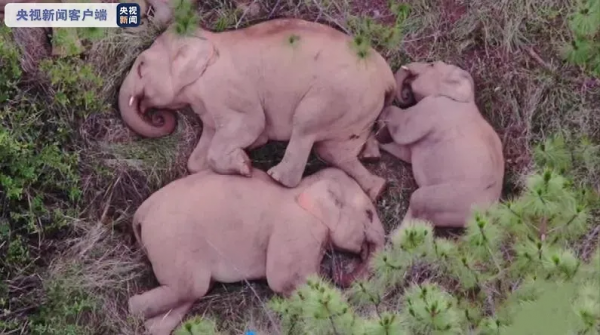 有靈且美，它們可太會了