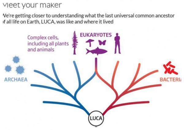 海蜘蛛用5億年親身證明一個道理：“只要足夠廢物，就沒天敵”