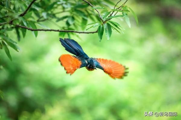 旗艦超越期待，春曉索尼Alpha 1試用體驗