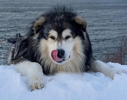 秋季降溫，這幾種狗狗不怕冷，別瞎操心