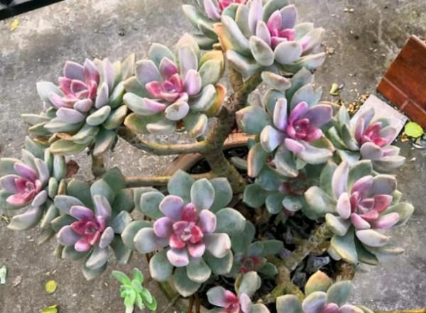 5種多肉植物，皮實好養，能養死的都是人才