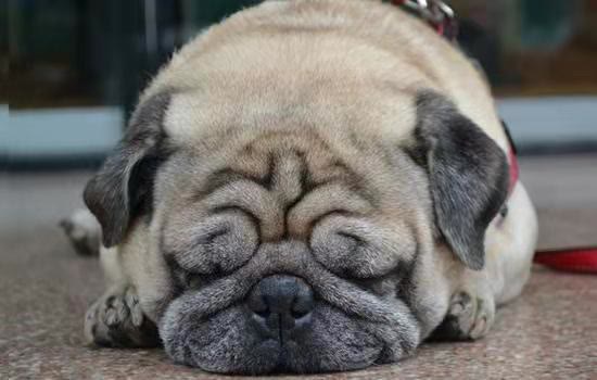 它是我國的傳統名犬，頭似河馬嘴似瓦，還超級能打