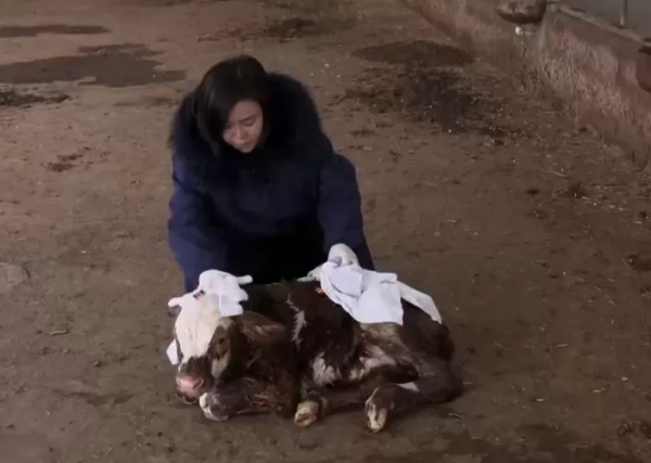 34歲河南美女，經營4個養殖場，養6千頭牛，年銷售額1.6億