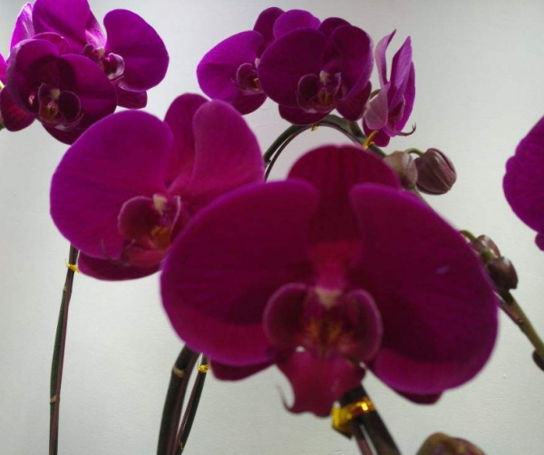 家裡5個地方不適合養花,放一盆死一盆,趕緊搬 家裡5個地方不適合養花,放一盆死一盆,趕緊搬