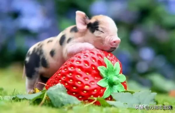 養貓養狗又養豬，養一隻寵物豬是怎樣的體驗？