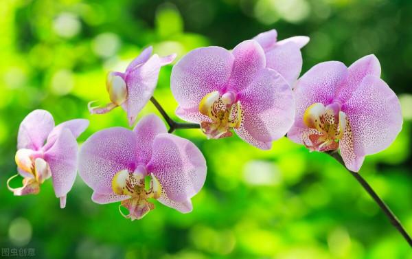 2022年1月運勢：獅子座、天秤座、處女座