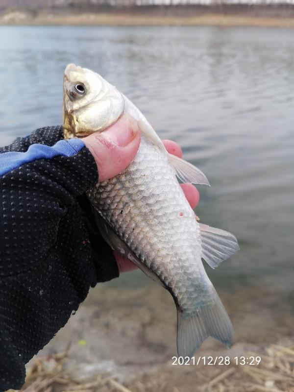 不斷改變作釣思路，寒冷冬季也能釣大板鯽
