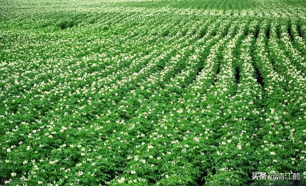 塊莖作物要長粗膨大用什麼藥劑?這幾個特效膨大素配方很";精典"; 塊莖作物要長粗膨大用什麼藥劑?這幾個特效膨大素配方很";精典";