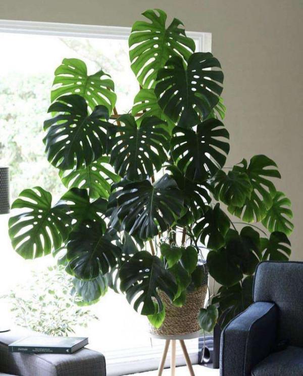 室內想養&OpenCurlyDoubleQuote;大盆&rdquo;鎮宅花，建議從這10種裡面選，聽名字就很霸氣