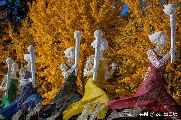 奧林匹克公園的這片銀杏，真的是值得專程前往