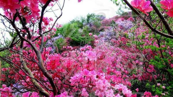 英山天馬寨杜鵑花海