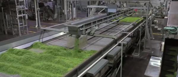 200萬噸庫存茶根本喝不完！誰能引領中國茶葉第三次產業革命？