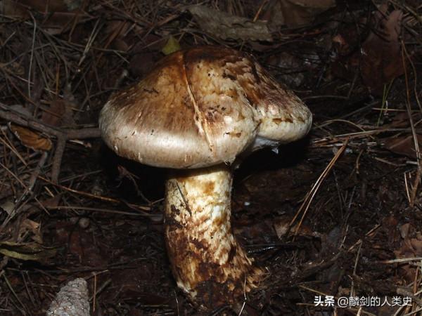 「地球生物全系列——從單細胞到人類」傘菌目—口蘑科（下）