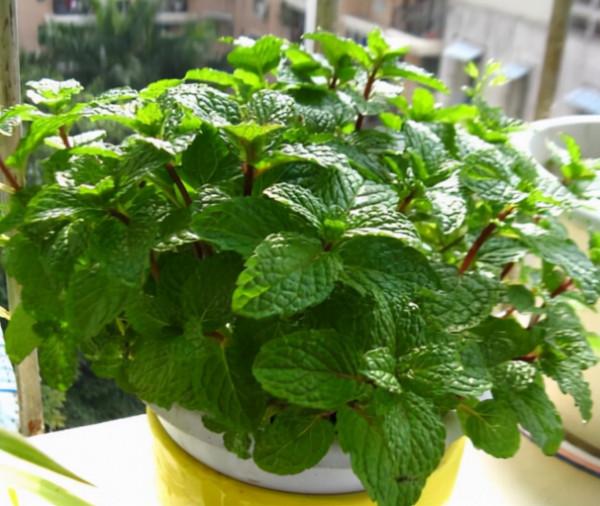 養花都是為了觀賞，這4種花要養一盆，不僅漂亮好養，而且還好吃