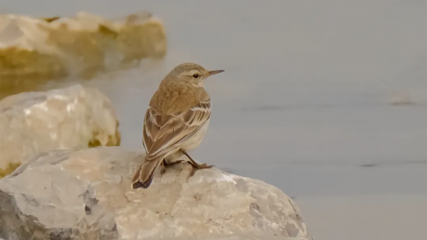 「山西鳥類圖鑑」| 水鷚 「山西鳥類圖鑑」| 水鷚