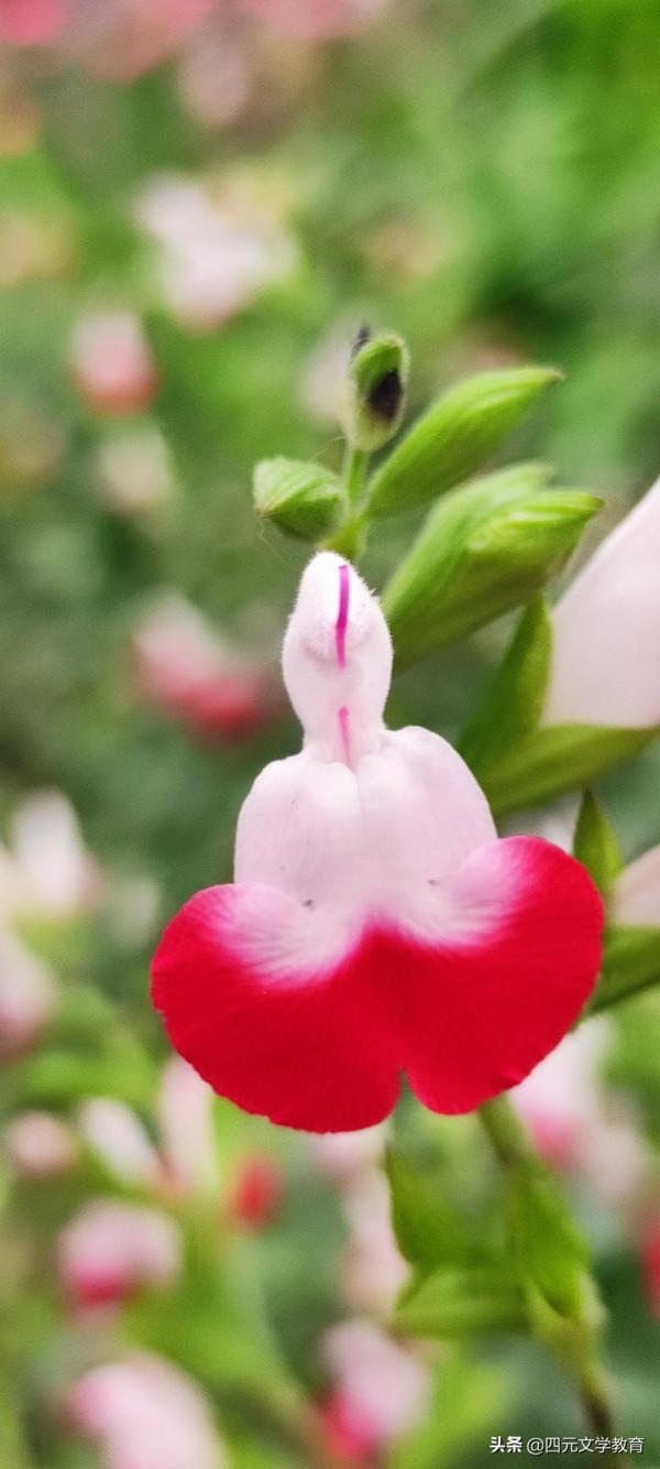 樂觀人生需要陽光心態