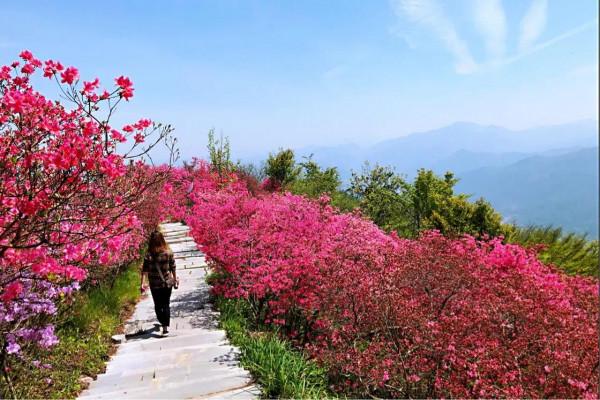 英山天馬寨杜鵑花海