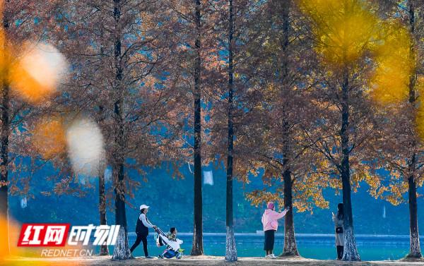 組圖丨帶你暢遊焦糖色烈士公園 水杉連成百米畫廊