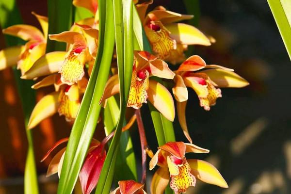 分享一組清新素雅的蘭花