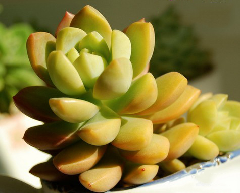 100種常見多肉圖鑑，比花還美，你認識幾種？