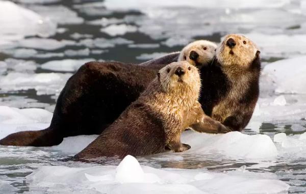 海獺蠢萌的外表下,隱藏了可怕的繁殖過程,是不折不扣的黑暗王者 海獺蠢萌的外表下,隱藏了可怕的繁殖過程,是不折不扣的黑暗王者