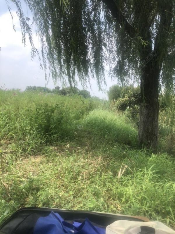 2021垂釣日誌之48，白馬湖高溫揮汗提鯽忙