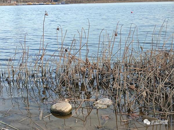 永年洛湖公園殘荷