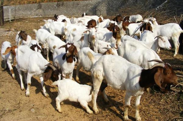 誰說女子不如男——農婦李思羽發家致富故事 誰說女子不如男——農婦李思羽發家致富故事