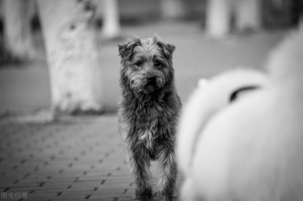 狹路相逢的冤家