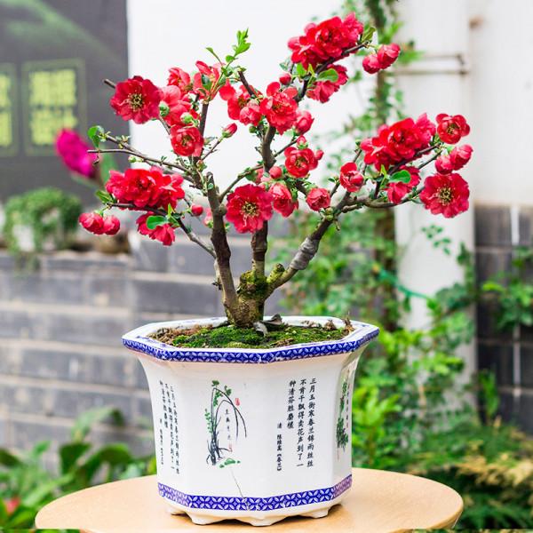 “壽命長”的11種花，好養寓意好，越養越值錢