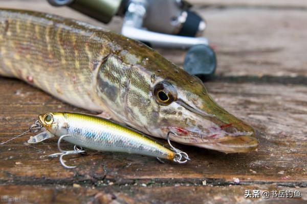 龍王恨和漢鼎等釣具廠紛紛宣佈漲價！明年的魚餌你還買得起嗎？